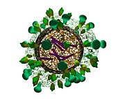 Flu virus particle,artwork