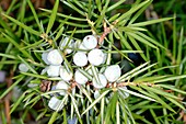 Juniper berries (Juniperus communis)