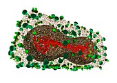 Smallpox virus particle,artwork