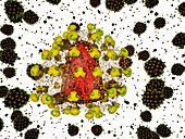HIV particles,computer artwork