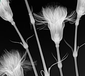 Carnations (Dianthus sp.),X-ray