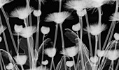 Chrysanthemum 'Furore' flowers,X-ray