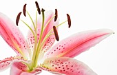 Stargazer Lily (Lilium orientalis)