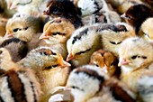 CoqArd chicks