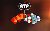 Adenosine triphosphate molecule,artwork