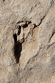 Homo erectus footprint