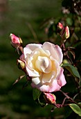 Rose (Rosa 'William R. Smith')