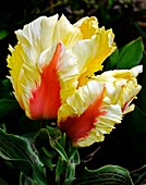 Tulips (Tulipa 'Zampa Parrott')