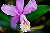 Orchid (Cattleya harrisoniana)