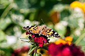 Painted Lady butterfly on Dianthus