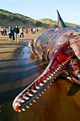 Dead sperm whale