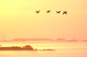 Common spoonbills in flight