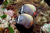 Redtail butterflyfish on a reef