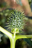 Thorn apple (Datura stramonium) seed pod