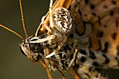 Oak spider and prey