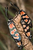 Burnet moths mating