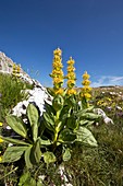 Great yellow gentian (Gentian lutea)