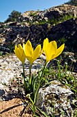 Winter daffodils (Sternbergia lutea)