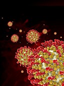 Hepatitis C viruses,molecular model