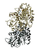 Tubulin dimer,molecular model