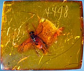 Fly fossil in amber
