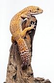 Albino leopard gecko