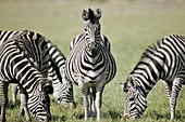 Zebras grazing