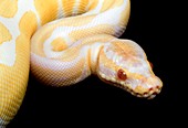 Albino royal python