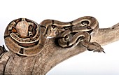 Mexican boa constrictor