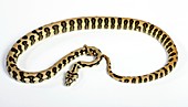 Jaguar variant carpet python