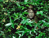 Ivy hiding a statue