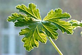 Pelargonium graveolens leaf
