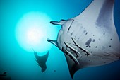 Manta ray and remoras