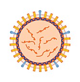 Flu virus particle,artwork