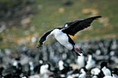 Imperial shag with nesting material