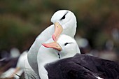 Black-browed albatrosses courting