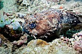 Banded toadfish