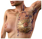 Breast lymphatic system,artwork