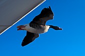 Black necked swan flying