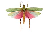 Giant cricket