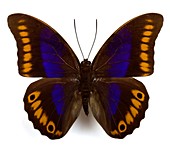 Prepona xenagoras butterfly