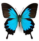 Ulysses swallowtail butterfly