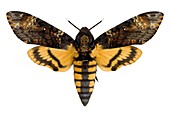 Death's-head hawk moth