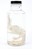 Preserved alligator in a jar
