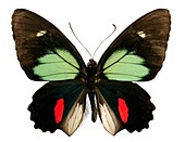 Green-celled cattleheart butterfly