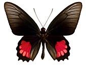 Male swallowtail butterfly