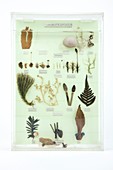 Plant group specimens,artwork