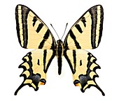 Southern swallowtail butterfly