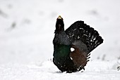 Male Capercaillie displaying