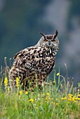 European eagle owl in grassland